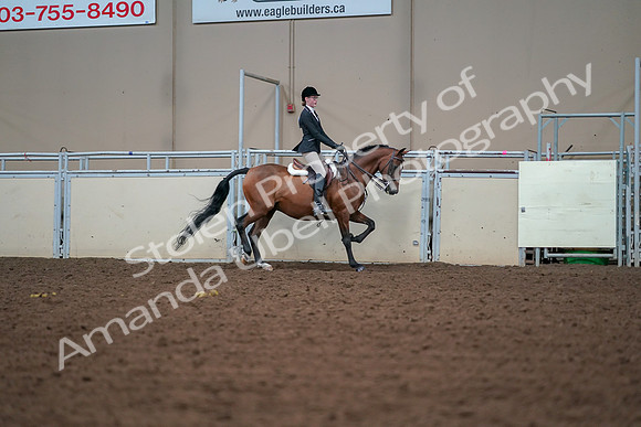 2019 Morgan Horse Show - Aug 30, 2019 - 20906