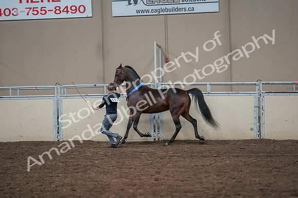 2019 Morgan Horse Show - Aug 31, 2019 - 01450