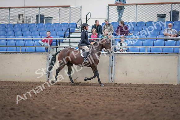 2019 Morgan Horse Show - Aug 31, 2019 - 19590