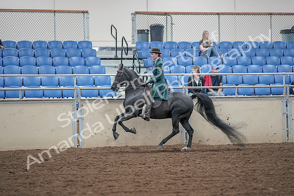 2019 Morgan Horse Show - Aug 30, 2019 - 15584