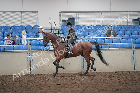 2019 Morgan Horse Show - Aug 31, 2019 - 15009