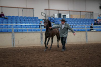 2019 Morgan Horse Show - Aug 31, 2019 - 02839