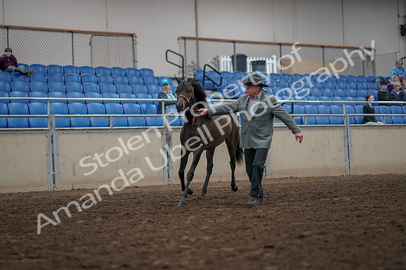 2019 Morgan Horse Show - Aug 31, 2019 - 02839
