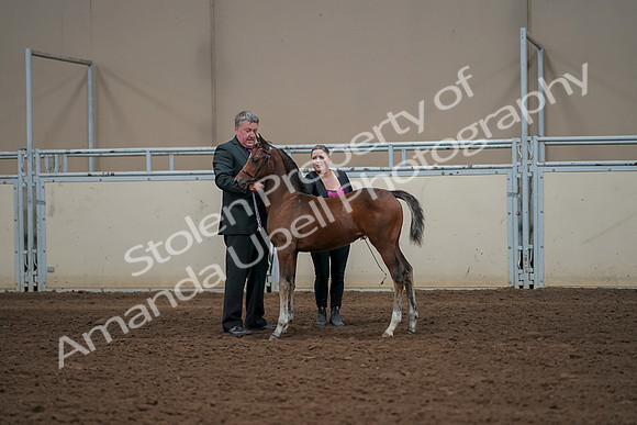 2019 Morgan Horse Show - Aug 30, 2019 - 24836