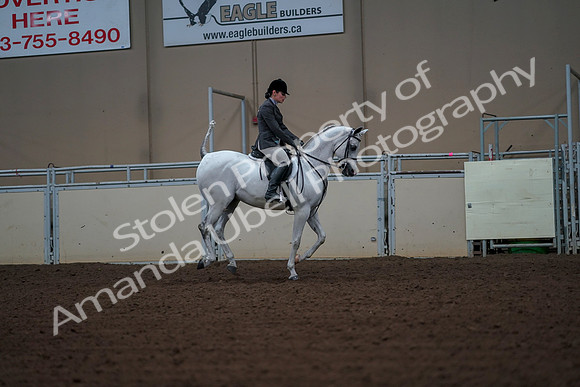 2019 Morgan Horse Show - Aug 30, 2019 - 17556