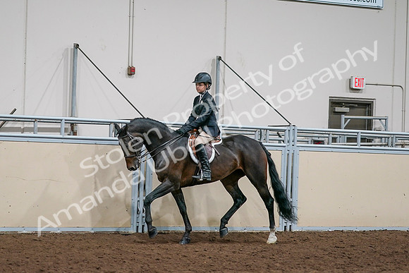 2020 - AB Morgan Horse - Sun, Sept 06 - 08187