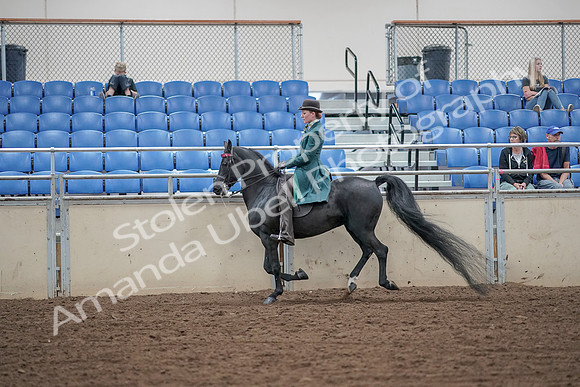 2019 Morgan Horse Show - Aug 30, 2019 - 15590