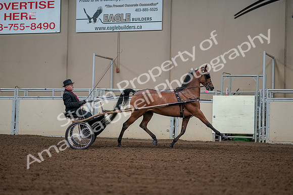 2019 Morgan Horse Show - Aug 30, 2019 - 13439