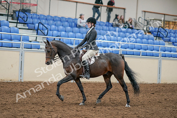 2020 - AB Morgan Horse - Sat, Sept 05 - 14215