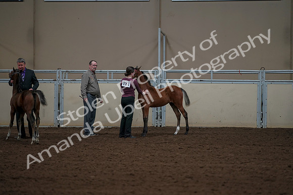 2019 Morgan Horse Show - Aug 30, 2019 - 24919