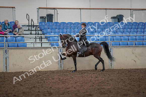 2019 Morgan Horse Show - Aug 30, 2019 - 27942