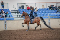 2019 Morgan Horse Show - Aug 31, 2019 - 19918