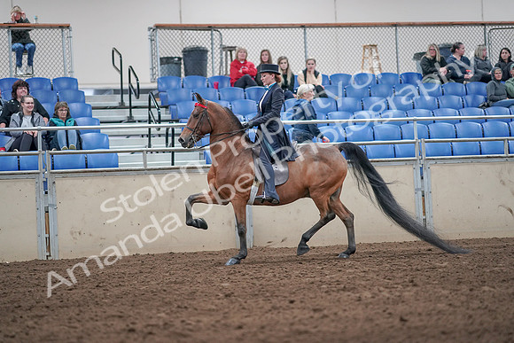 2019 Morgan Horse Show - Aug 31, 2019 - 19918