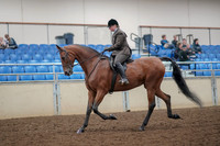 2019 Morgan Horse Show - Aug 30, 2019 - 29213