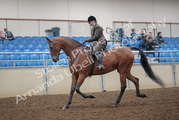 2019 Morgan Horse Show - Aug 30, 2019 - 29213