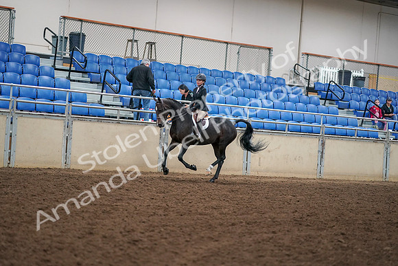 2019 Morgan Horse Show - Aug 30, 2019 - 12272