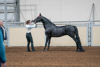 2020 - AB Morgan Horse - Sat, Sept 05 - 00045