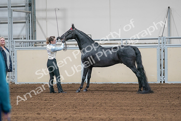2020 - AB Morgan Horse - Sat, Sept 05 - 00045