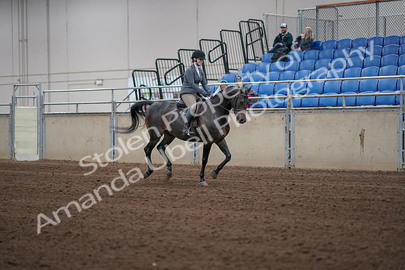 2019 Morgan Horse Show - Sept 01, 2019 - 11083
