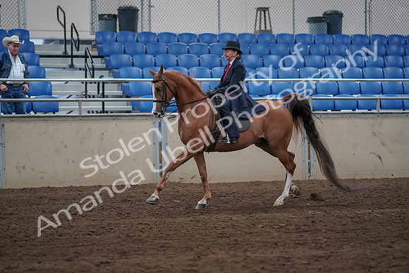 2019 Morgan Horse Show - Sept 01, 2019 - 11965
