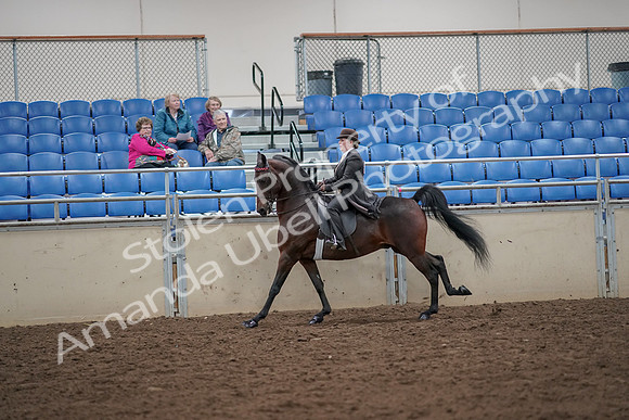 2019 Morgan Horse Show - Aug 30, 2019 - 28022