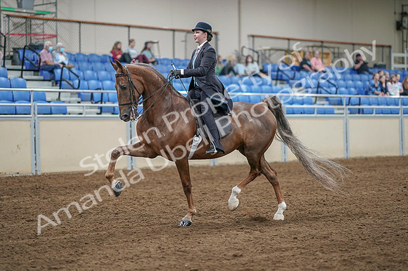 2020 - AB Morgan Horse - Fri, Sept 04 - 11092