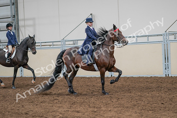 2020 - AB Morgan Horse - Sun, Sept 06 - 08013