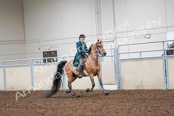 2020 - AB Morgan Horse - Sat, Sept 05 - 14011