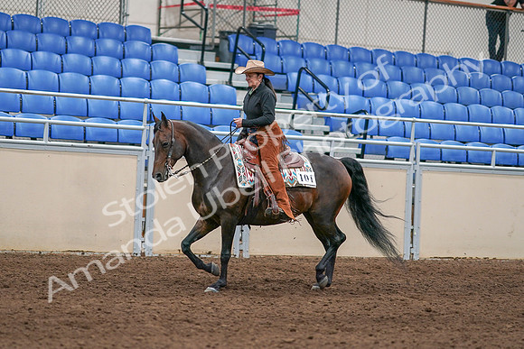 2020 - AB Morgan Horse - Sun, Sept 06 - 01604