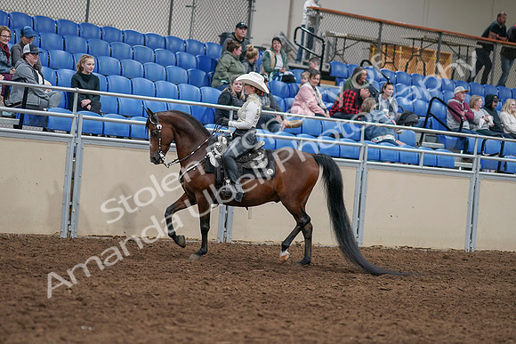 2020 - AB Morgan Horse - Sun, Sept 06 - 07465