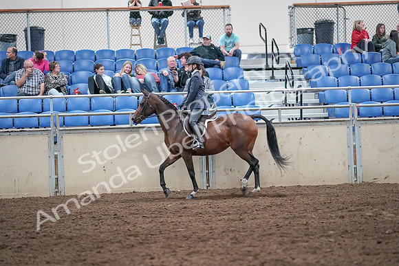 2019 Morgan Horse Show - Aug 31, 2019 - 21370