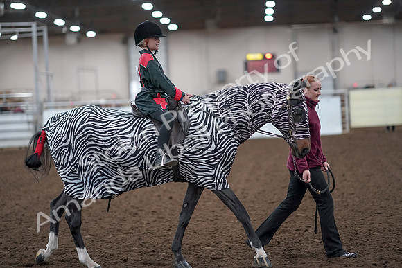 2019 Morgan Horse Show - Aug 31, 2019 - 10023