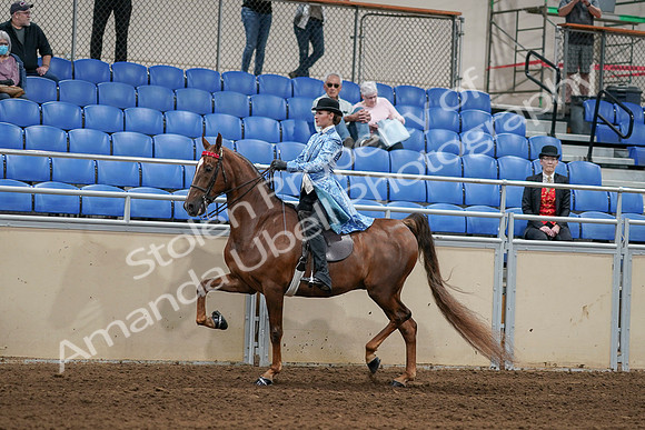 2020 - AB Morgan Horse - Sat, Sept 05 - 06230