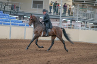 2020 - AB Morgan Horse - Sun, Sept 06 - 00283