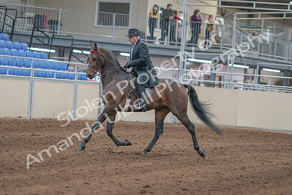 2020 - AB Morgan Horse - Sun, Sept 06 - 00283