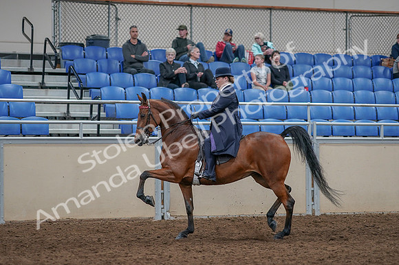 2020 - AB Morgan Horse - Fri, Sept 04 - 11231
