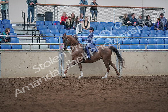 2019 Morgan Horse Show - Aug 31, 2019 - 20631