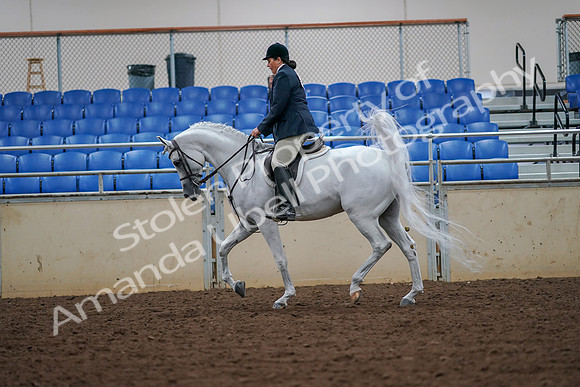 2019 Morgan Horse Show - Aug 30, 2019 - 17327