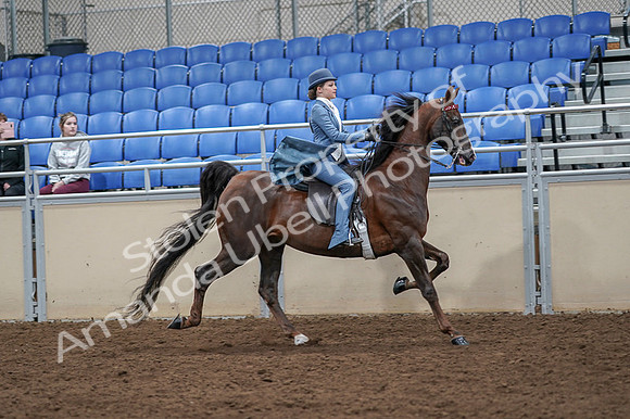 2020 - AB Morgan Horse - Fri, Sept 04 - 05196