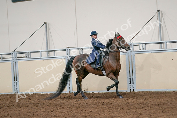 2020 - AB Morgan Horse - Sat, Sept 05 - 04838