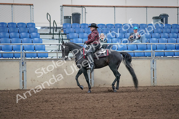 2019 Morgan Horse Show - Aug 31, 2019 - 10650