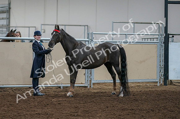 2020 - AB Morgan Horse - Fri, Sept 04 - 00935