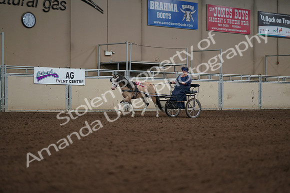 2019 Morgan Horse Show - Aug 31, 2019 - 04585