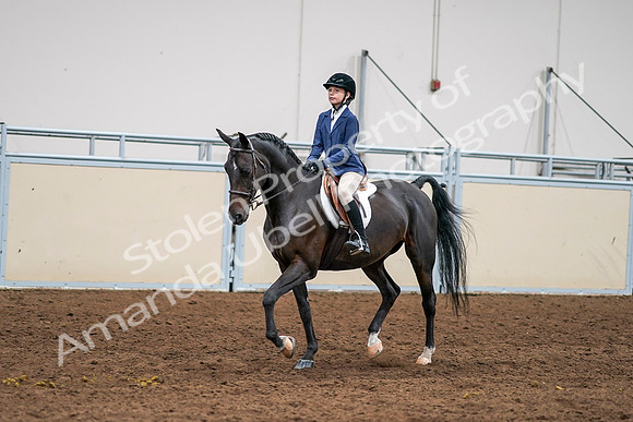 2020 - AB Morgan Horse - Sun, Sept 06 - 08174