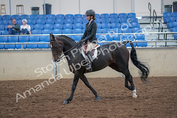 2019 Morgan Horse Show - Aug 30, 2019 - 20551
