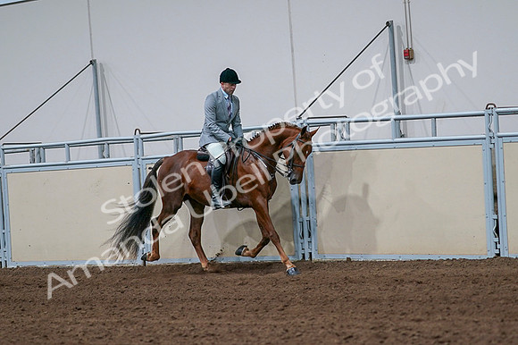 2020 - AB Morgan Horse - Fri, Sept 04 - 01781