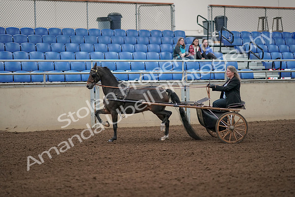 2019 Morgan Horse Show - Aug 31, 2019 - 04232