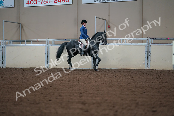 2019 Morgan Horse Show - Aug 30, 2019 - 18558