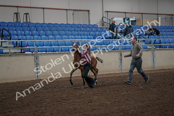 2019 Morgan Horse Show - Aug 31, 2019 - 00376