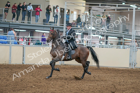 2020 - AB Morgan Horse - Sat, Sept 05 - 07896